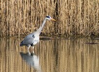 comp_GreyHeron.jpg