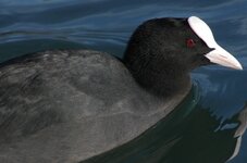 comp_Coot.jpg