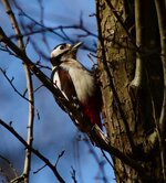 SpottedWoodpecker.jpg