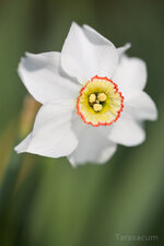 Narpoet_2968_1000_sRGB.jpg