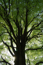 Baum3_2011.jpg