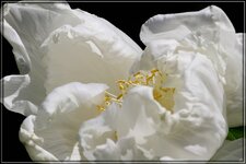 IMG_0581_1.jpg