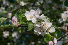 Frühling-1-3.jpg