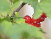DSC_9079.1.jpg