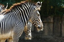 Zebras_2011-06B-kl.jpg