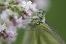 Schmetterling.jpg