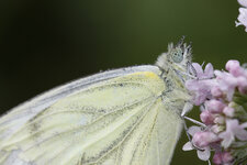 Schmetterling1.jpg