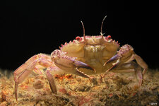 P9050156_Crab.jpg