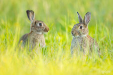 _MG_3201_Zwei_Kaninchen_big.jpg