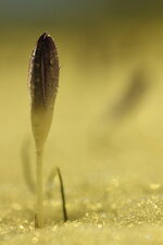 IMG_85892.JPG