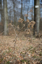 W03A0598-web.jpg