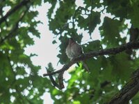 DSCF3155-conv.jpg