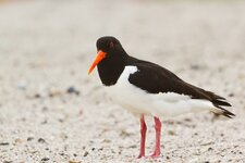 austernnordost (10 von 86).jpg