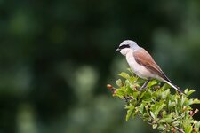 neuntoternordost (73 von 95).jpg