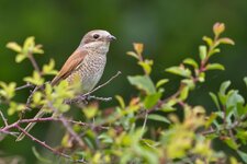 neuntoternordost (95 von 95).jpg