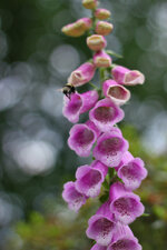 IMG_2237.jpg IMG_2237.jpg