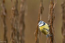 comp_DSC_96292.jpg