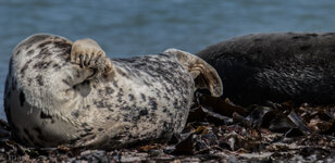 Seehund Helgoland 01.jpg