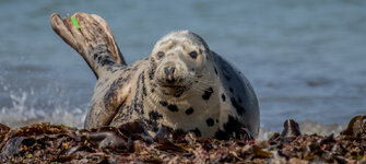 Seehund Helgoland 02.jpg