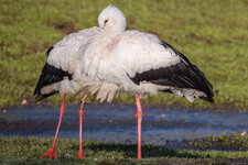 Storch-1.jpg