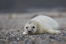 20171219_103152_Helgoland_481.jpg