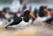 dslrNZ02.01.18oystercatcher-1.jpg