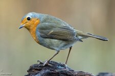 comp_DSC_95842.jpg