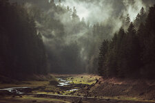 t2_8099-Foggy-Forest-Creek-3.jpg