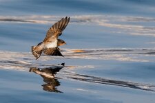 D50_6054_Rauchschwalbe über abendlichem Wasser IAA_8_2017.jpg