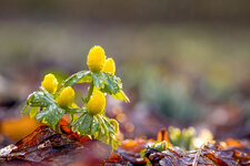 Winterlinge (Eranthis hyemalis)_CI4A16165_HFX.jpg