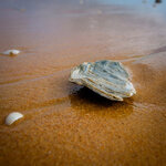 IMG_0098_1.jpg