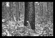 IMGP3466RRsw_Forum.jpg