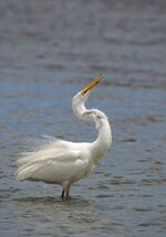 dslrNZ13.01.17whiteheron-1.jpg