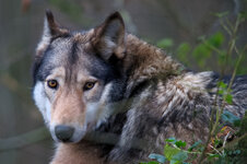 Wolf_2.jpg