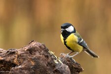 comp_DSC_9623-Bearbeitet2.jpg