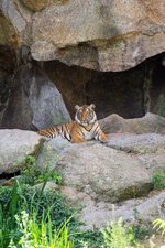 Tiger.jpg