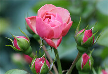 IMG_2768_web.jpg