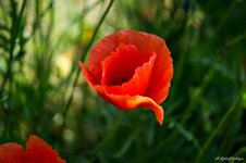 Mohn1.jpg