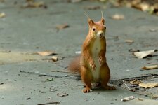 comp_DSC_6419.jpg