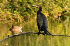 IMG_6492_1200x.jpg