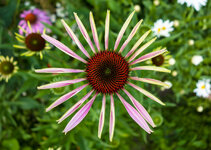 DSC04716.jpg