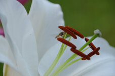 20110708-DSC_0197.jpg