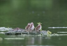 dslrSsee13.6.17-trauerseeschwalbe-1.jpg