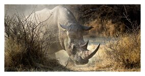 Rhino.jpg