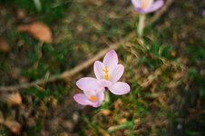 Fuzzy-Bokeh.jpg