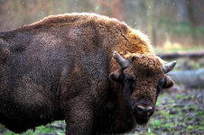 Wisent-1.jpg