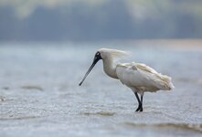 dslrNZ06.01.18royal spoonbill-1.jpg