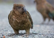 dslrNZ11.10.18kea-1.jpg