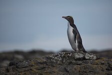 dslrNZ07.06.18gelbaugenpinguin-1.jpg