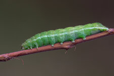 Achateule (Phlogophora meticulosa)_CI4A16016_HF-BF.jpg